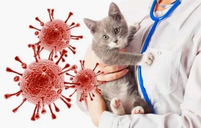 Инфекционные болезни кошек - Красносулинский вестник